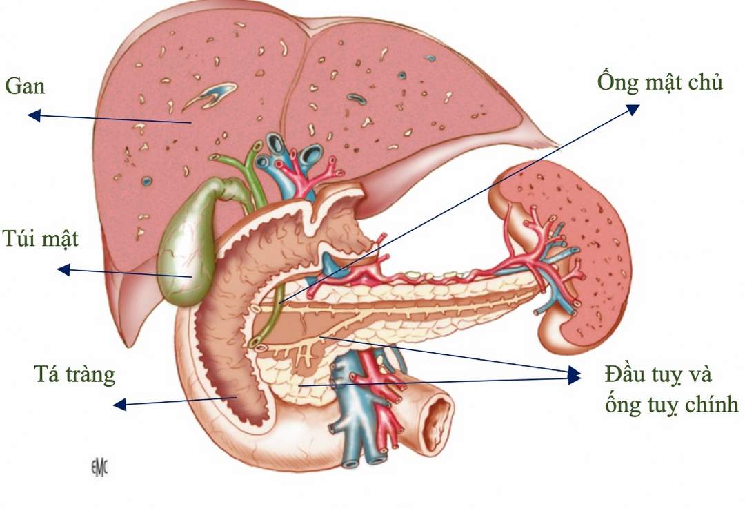 Vai trò của tuyến Tụy trong hệ thống nội tiết