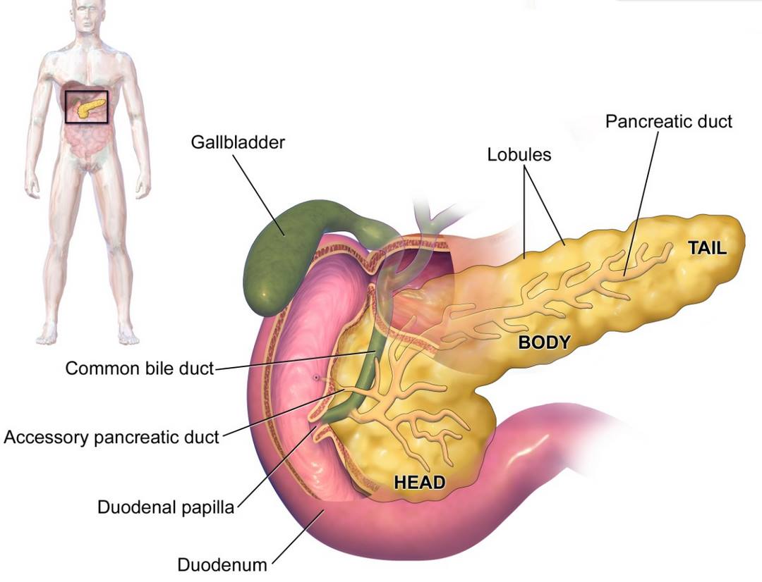 Cấu tạo của Tụy