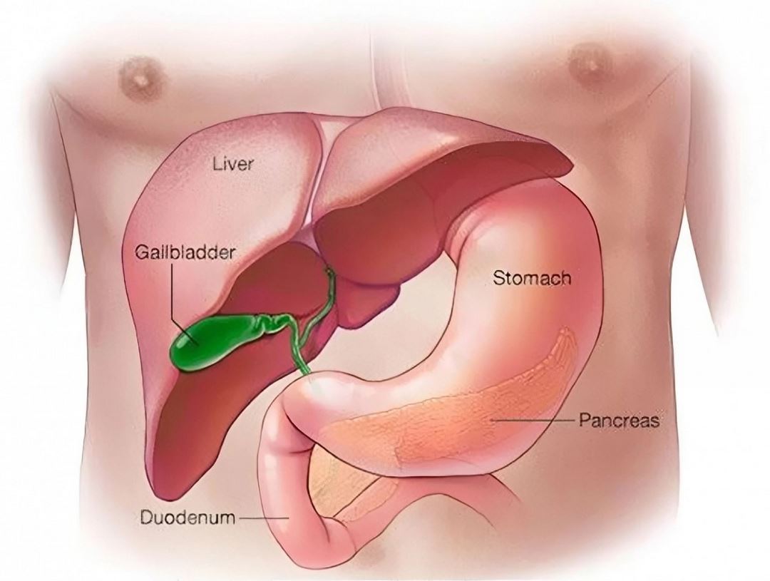 Tụy ngoại tiết