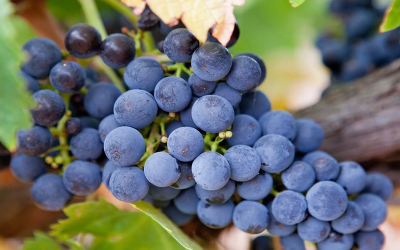 Shiraz là giống nho được trồng phổ biến nhất tại Úc